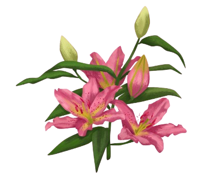 Pink Lilies